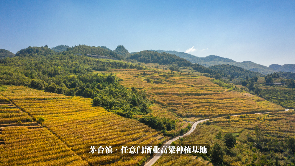 高粱种植基地.jpg