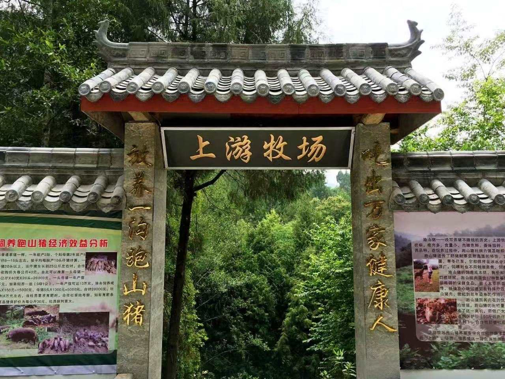 四川性价比高的跑山黑猪厂家怎么选？一份实在的选购参考