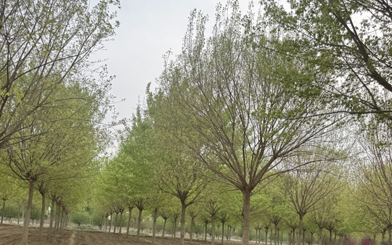 五角枫 (10).jpg