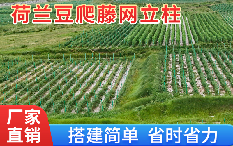 包毡20.jpg
