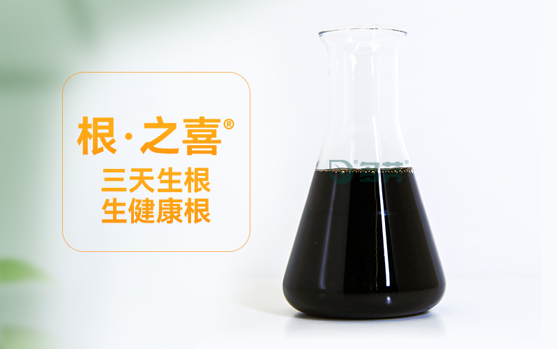 根之喜.jpg