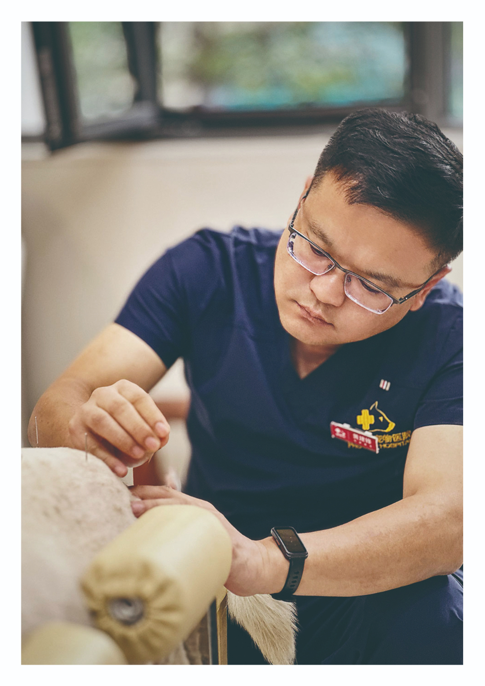 厦门心脏检查宠物医院哪家好：选对专科机构，让毛孩子少走弯路