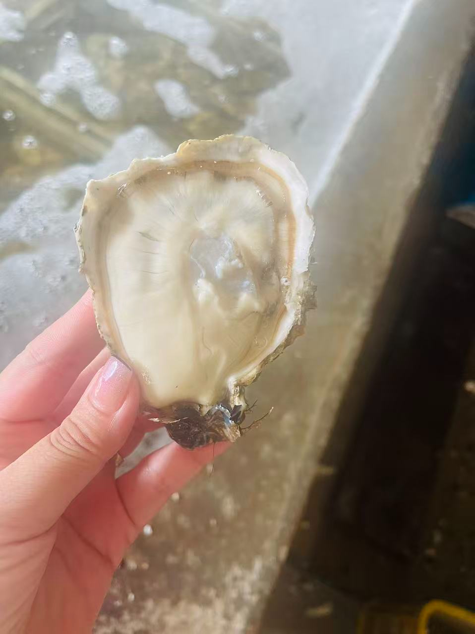 牡蛎批发怎么选？乳山诚信源头厂家识别与常见问题梳理