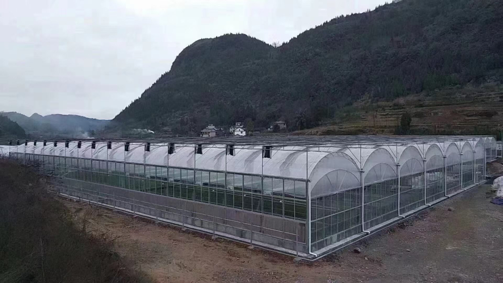 连栋温室大棚