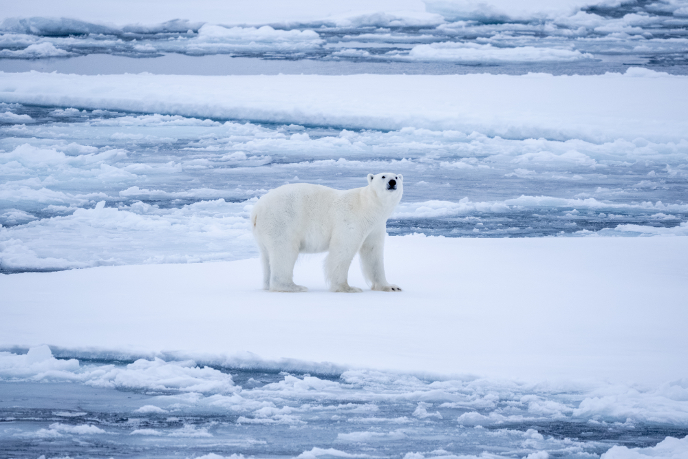 No-2022_CC110926_En Mer_Ours Polaire@StudioPONANT_TiffanyAmisse.jpg