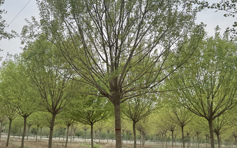 五角枫 (11).jpg