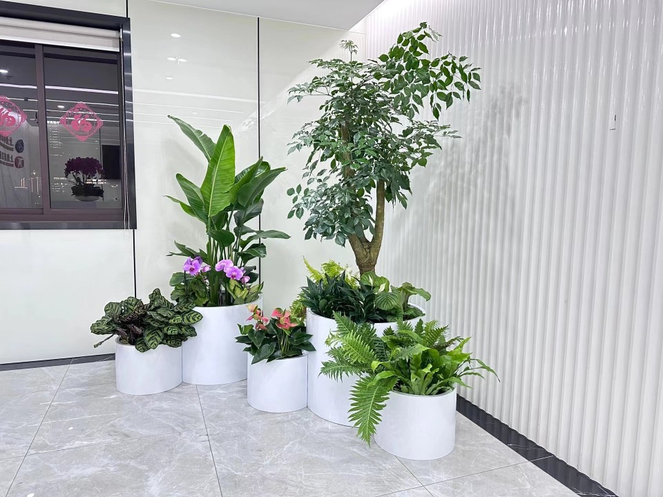 绿植租赁摆放.jpg