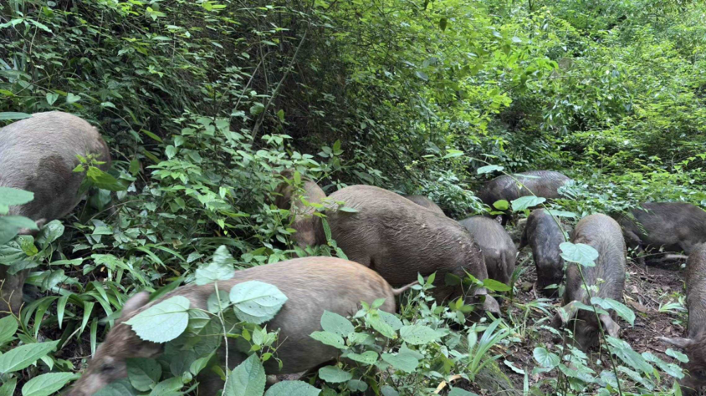 断奶仔猪选购常见问题与引种指南：旺苍县上游牧场跑山猪养...