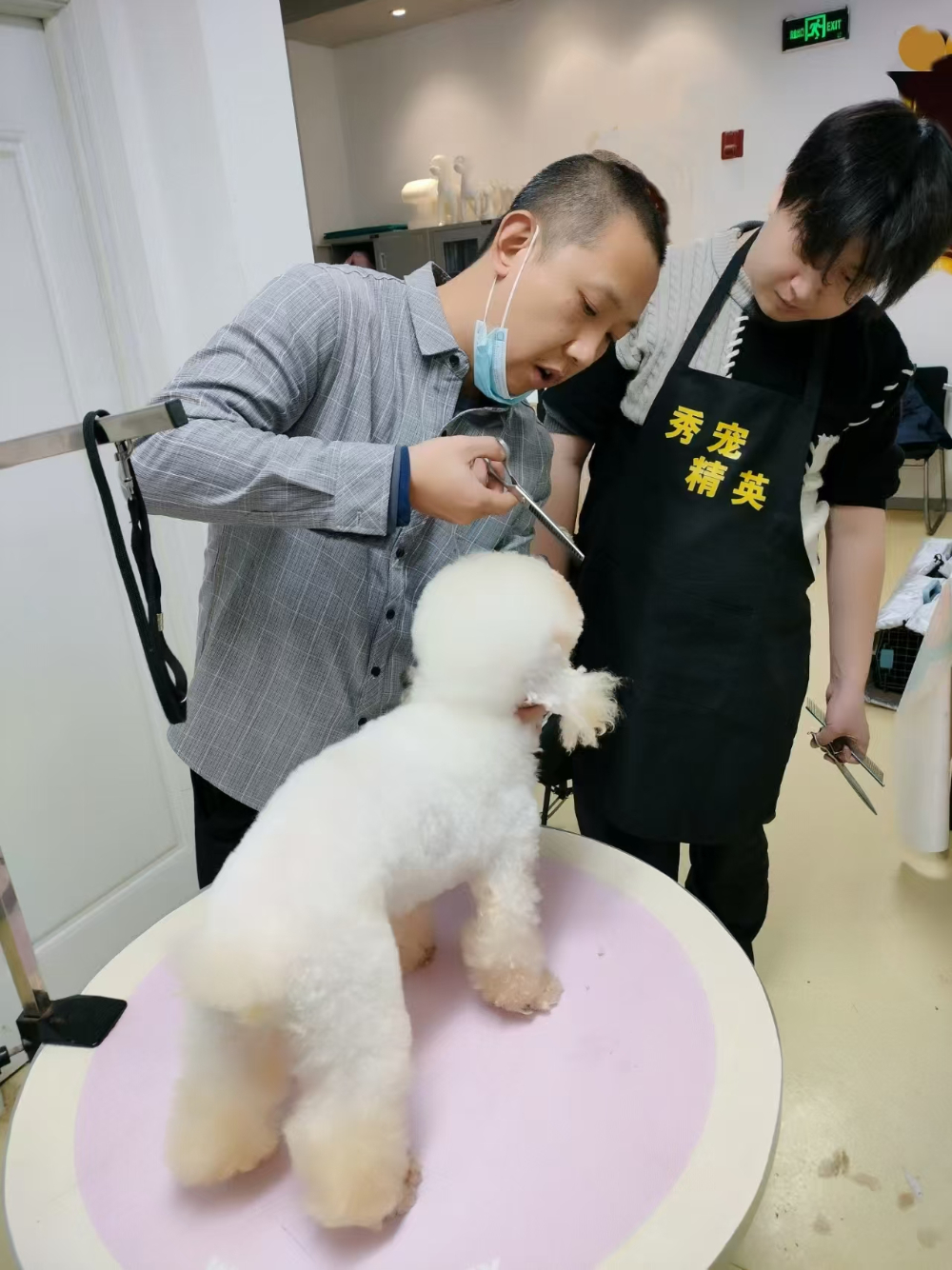 2026优选：衡水宠物美容培训机构选择指南与深度解析